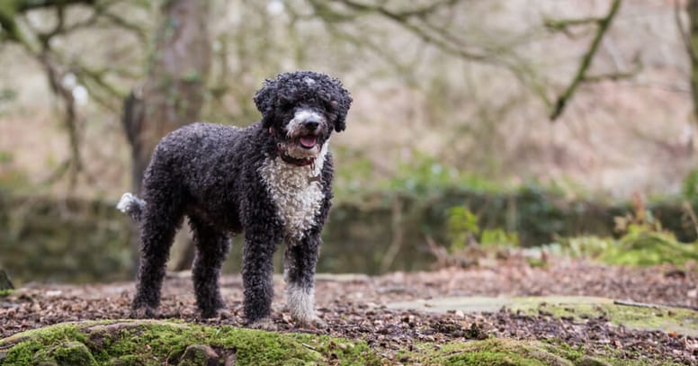 wasserhunde-rassebeschreibung-charakter-und-bilder